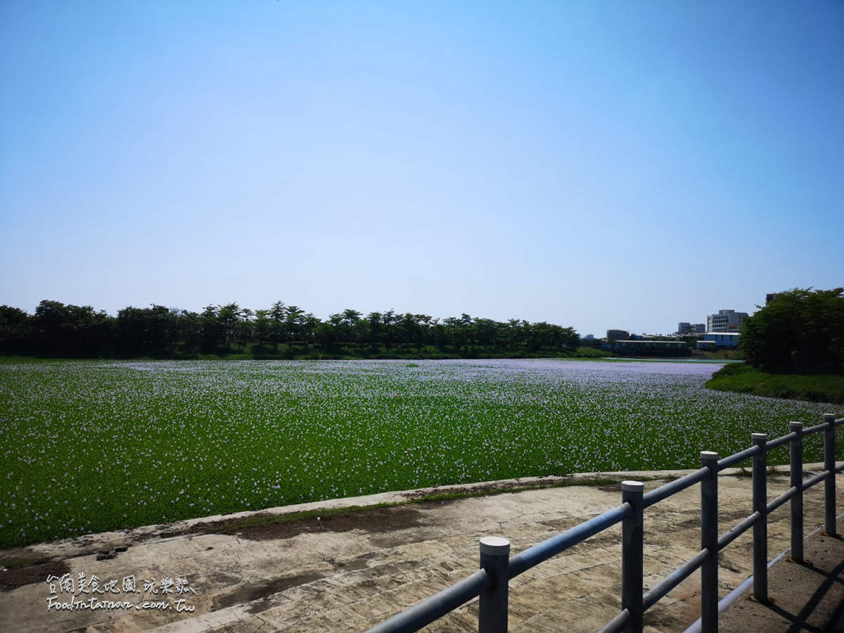 臺南鳳眼蓮布袋蓮仁德滯洪池IG私房美景-二仁溪流域教育中心