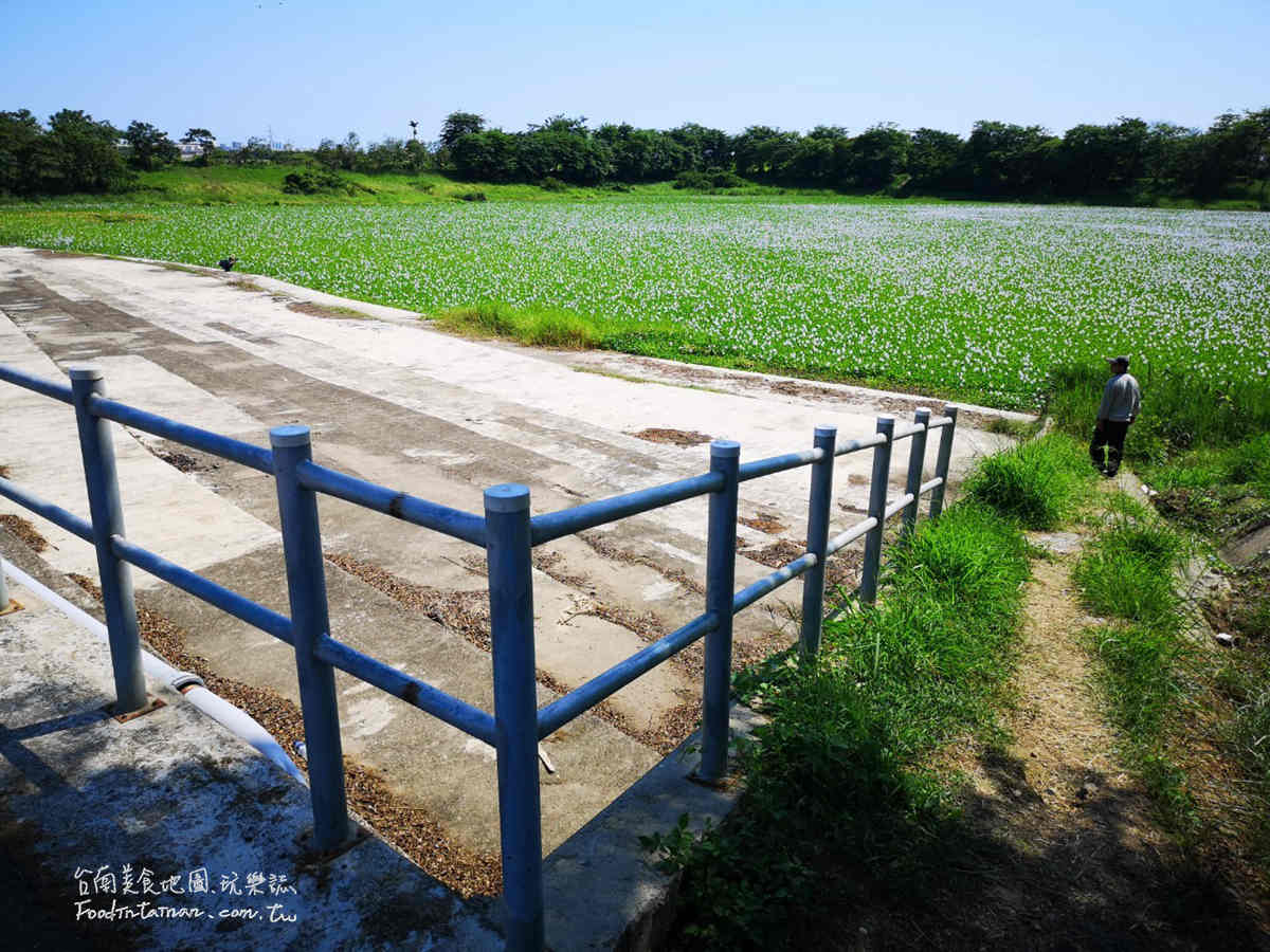 臺南鳳眼蓮布袋蓮仁德滯洪池IG私房美景-二仁溪流域教育中心