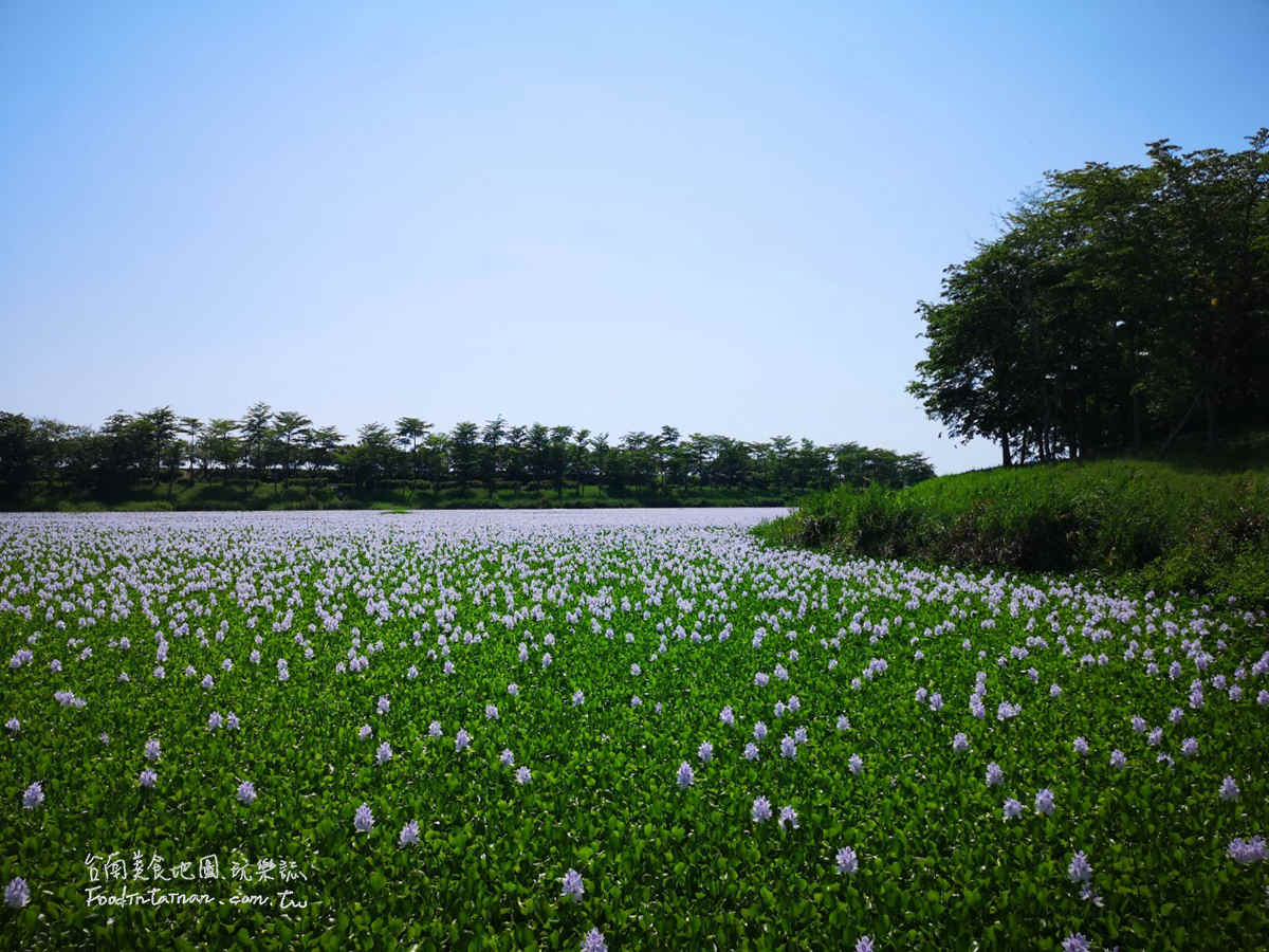 臺南鳳眼蓮布袋蓮仁德滯洪池IG私房美景-二仁溪流域教育中心