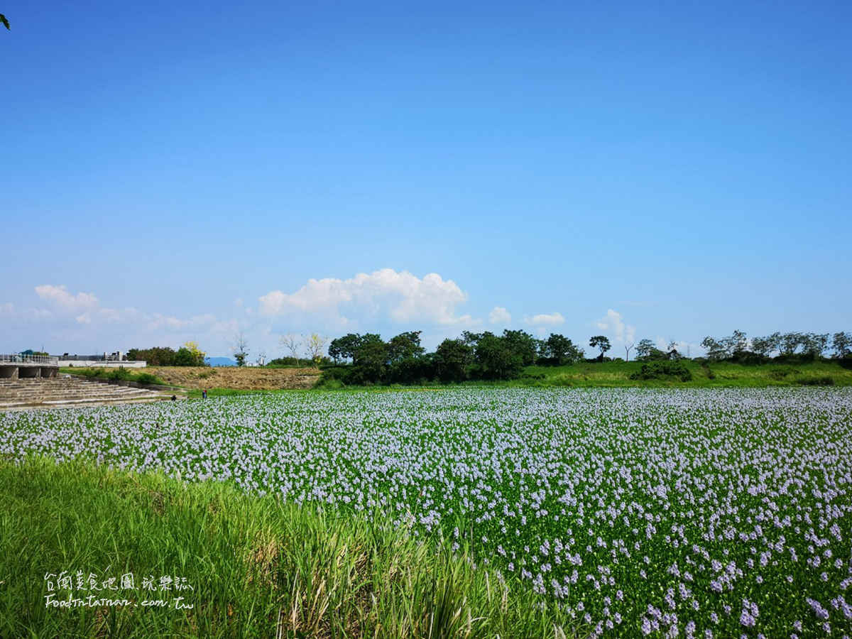 臺南鳳眼蓮布袋蓮仁德滯洪池IG私房美景-二仁溪流域教育中心