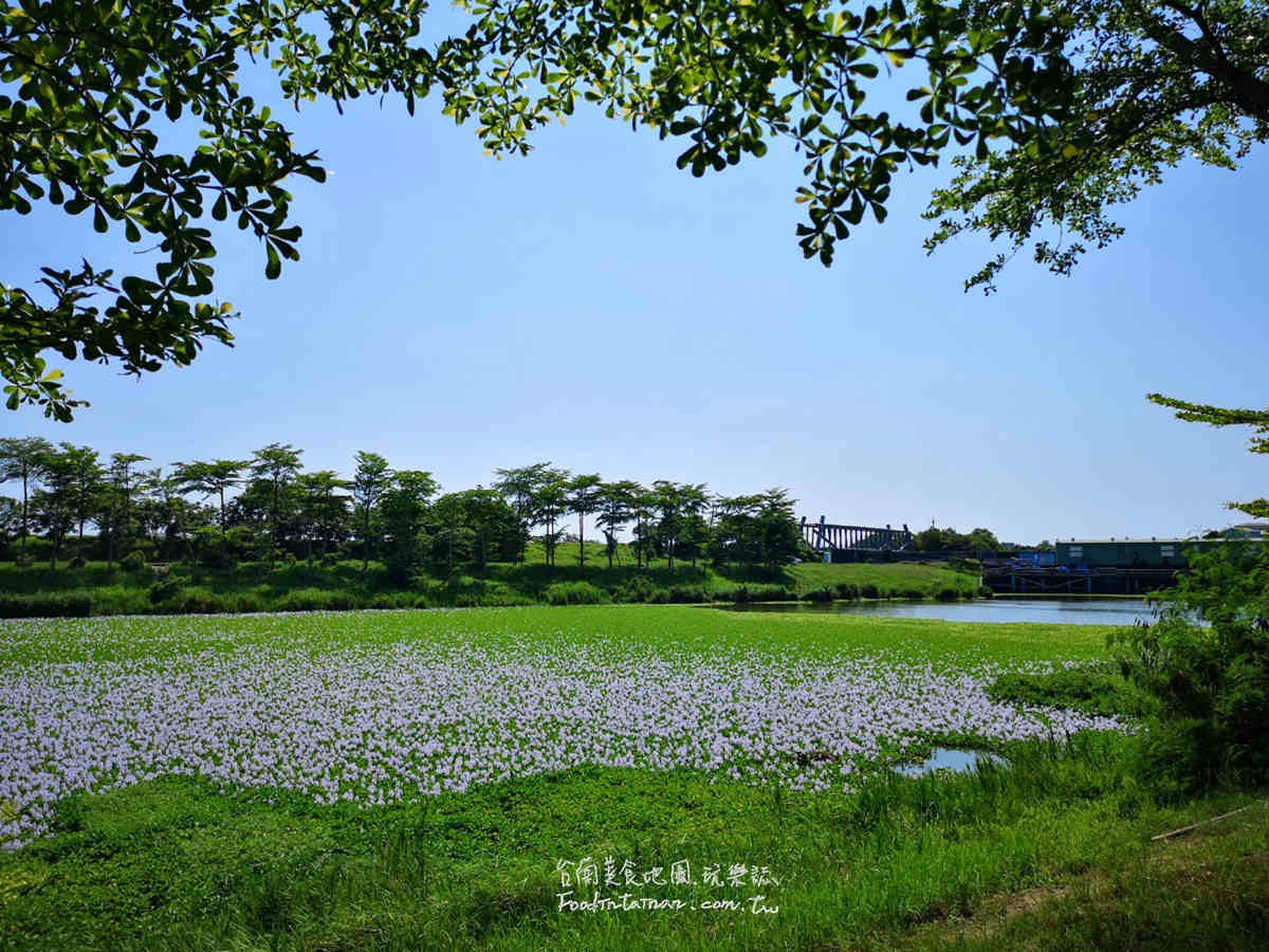 臺南鳳眼蓮布袋蓮仁德滯洪池IG私房美景-二仁溪流域教育中心