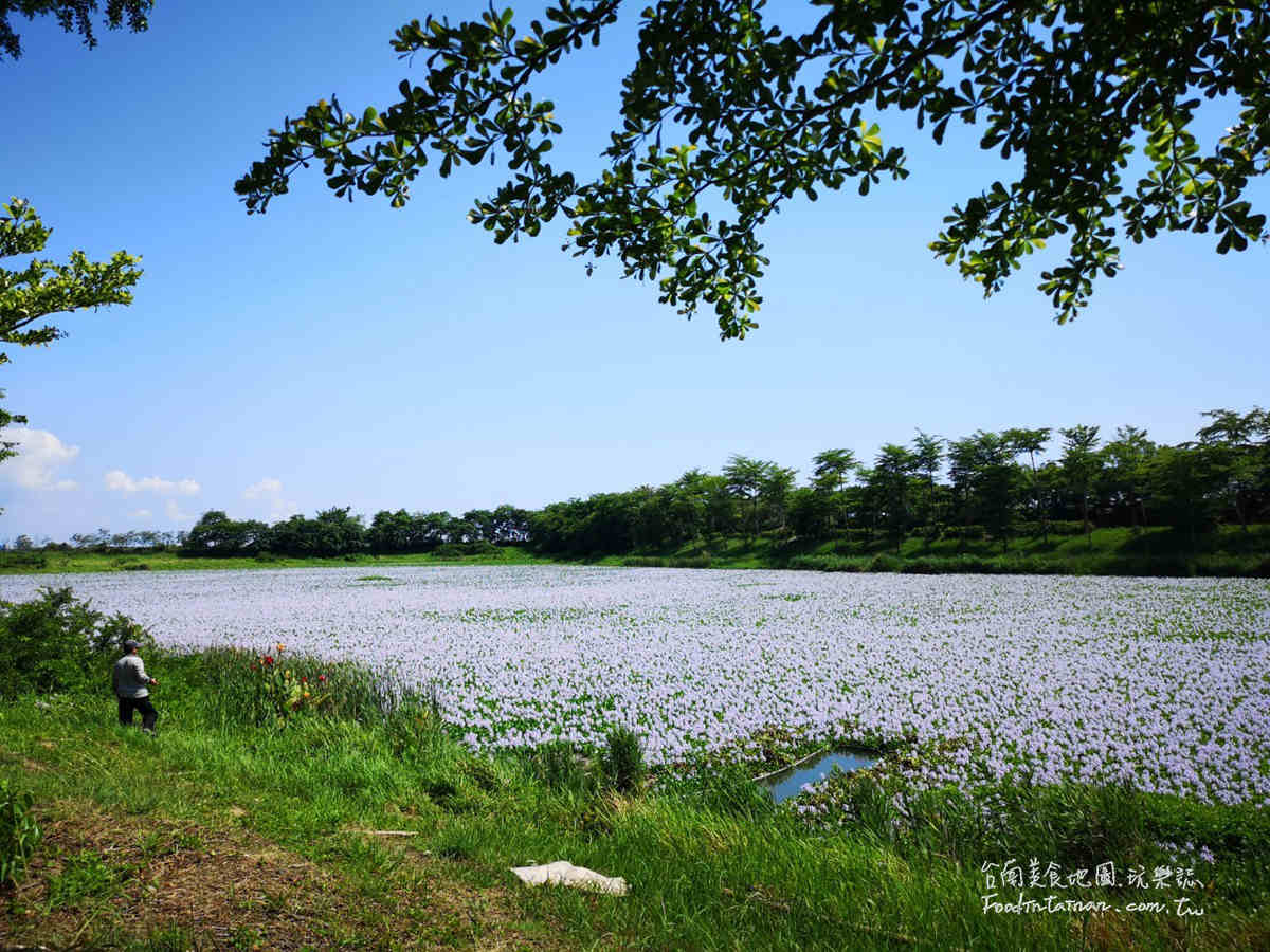 臺南鳳眼蓮布袋蓮仁德滯洪池IG私房美景-二仁溪流域教育中心