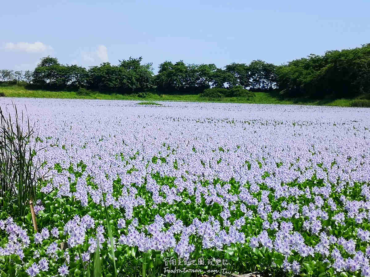 臺南鳳眼蓮布袋蓮仁德滯洪池IG私房美景-二仁溪流域教育中心