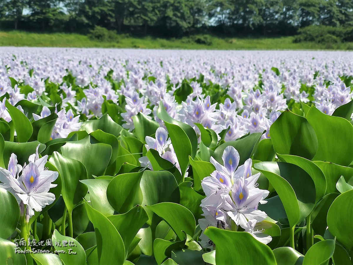 臺南鳳眼蓮布袋蓮仁德滯洪池IG私房美景-二仁溪流域教育中心