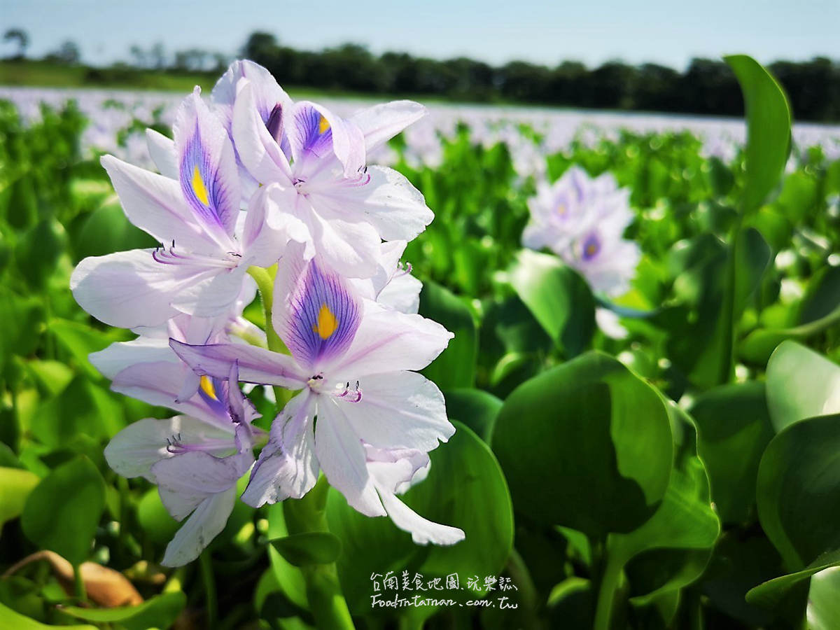 臺南鳳眼蓮布袋蓮仁德滯洪池IG私房美景-二仁溪流域教育中心