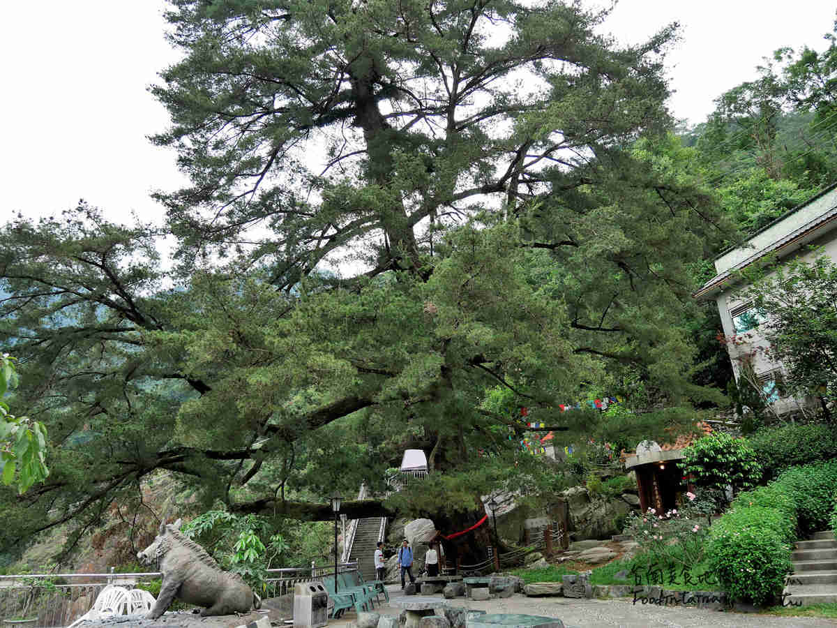 大臺中千年五葉松神木姻綠豬四方水第一家首間檜木溫泉標章旅館-谷關神木谷假期大飯店